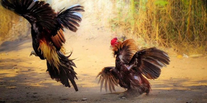 Đá gà ABC8 - Chọi kê phong cách mới